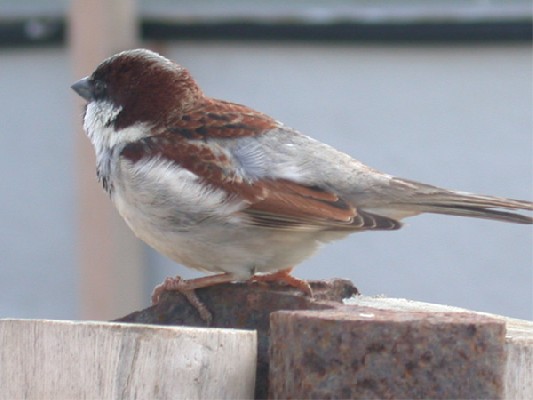 House Sparrow