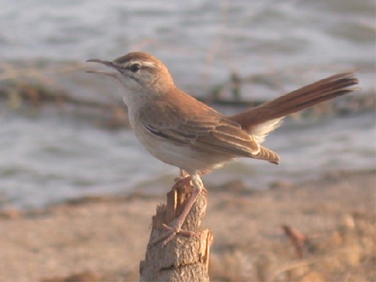 Rufous Scrub Robin