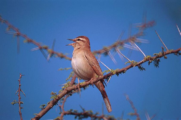 Rufous Scrub Robin