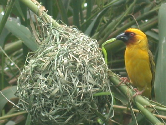Ruppell's Weaver at nest