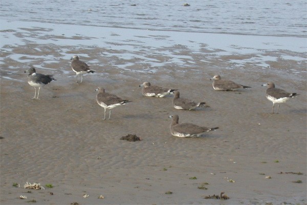 Sooty Gulls