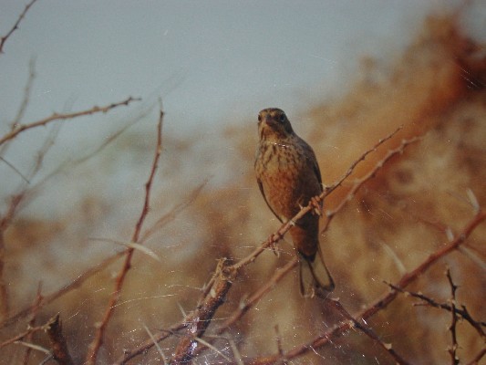 Ortolan Bunting
