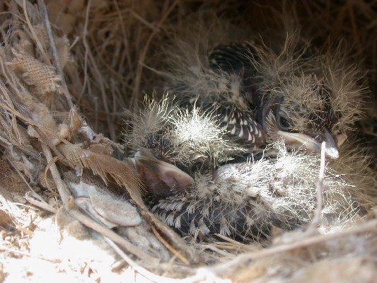 Crested Lark nest
