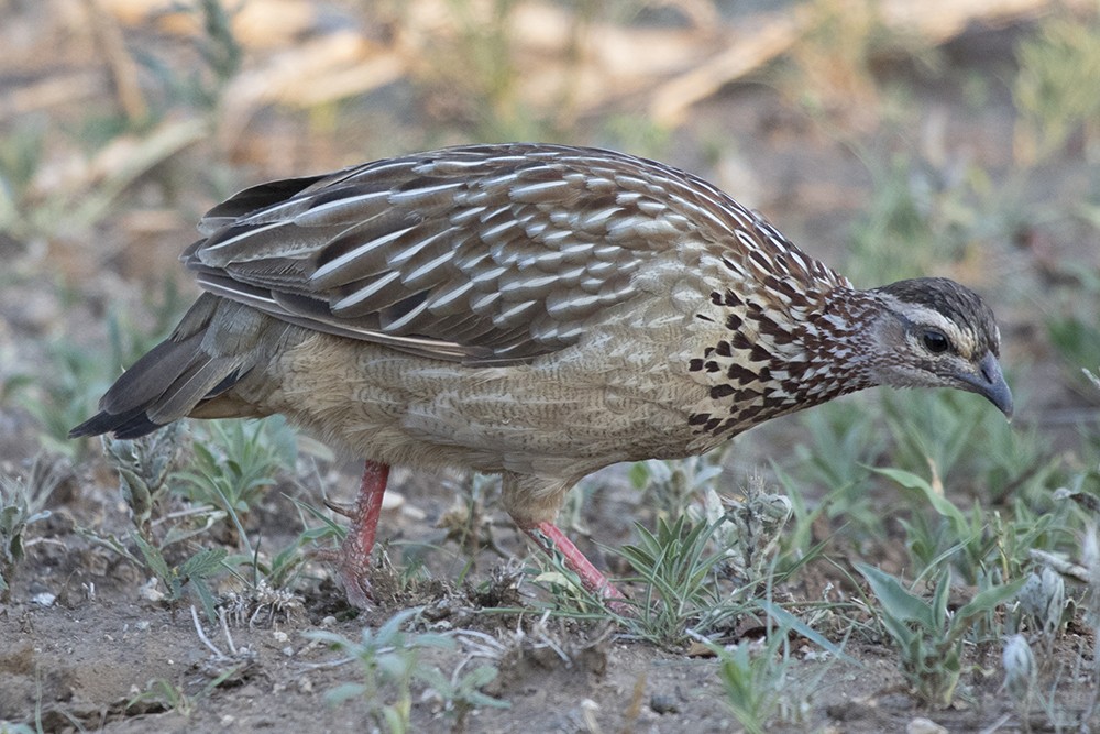 Crested Francolin