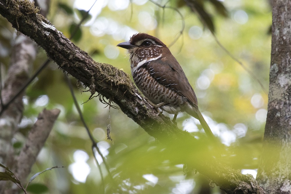 Short-legged Ground Roller