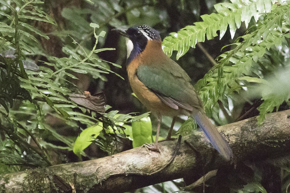 Pitta-like Ground Roller