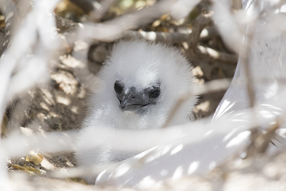 Red-tailed Tropicbird