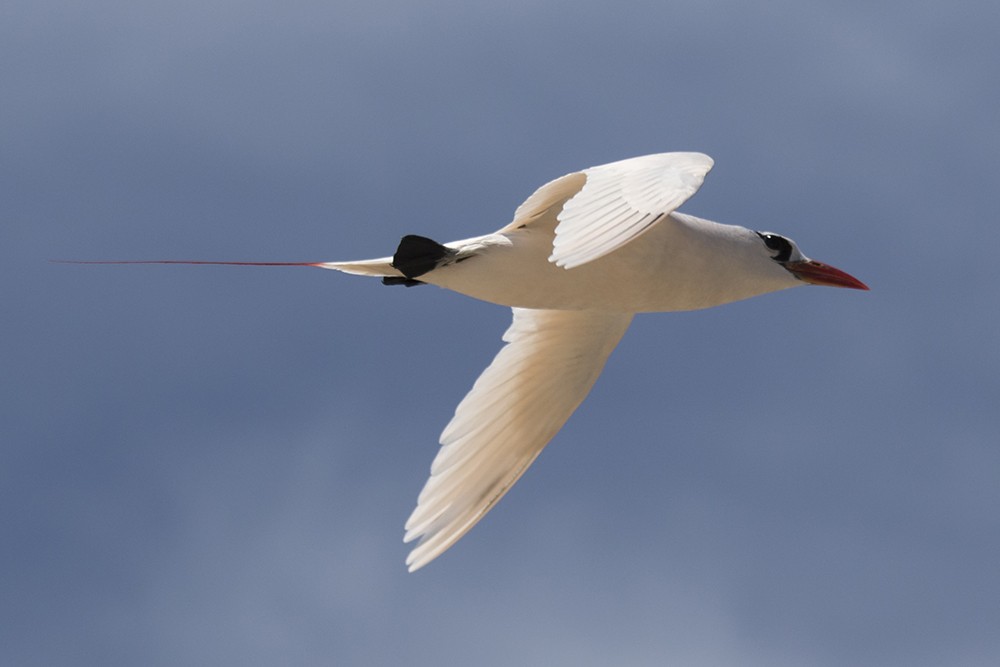 Red-tailed Tropicbird