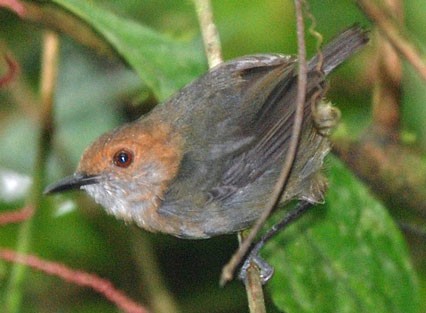 White-tailed Warbler