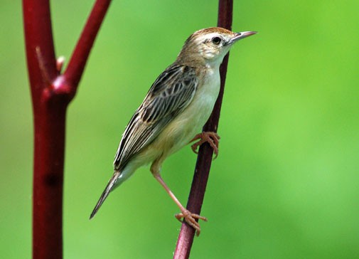 Black-backed Cisticola