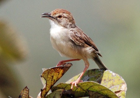 Dorst's Cisticola