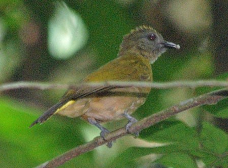 Sjostedt's Honeyguide Greenbul