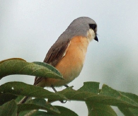 Emin's Shrike