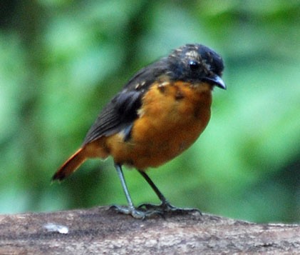 Mountain Robin-Chat