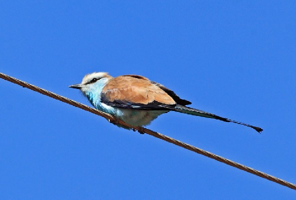 Racket-tailed Roller