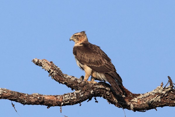 Ayres's Hawk Eagle