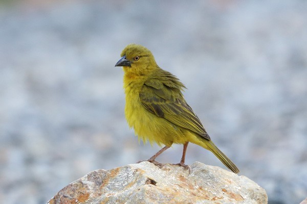Holub's Golden-Weaver