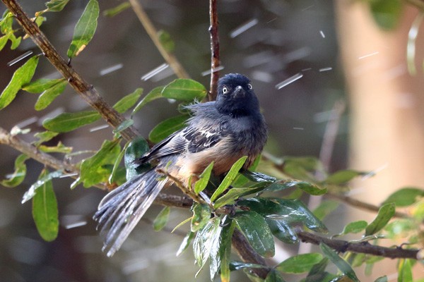 Rufous-bellied Tit