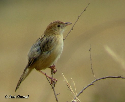Croaking Cisticola