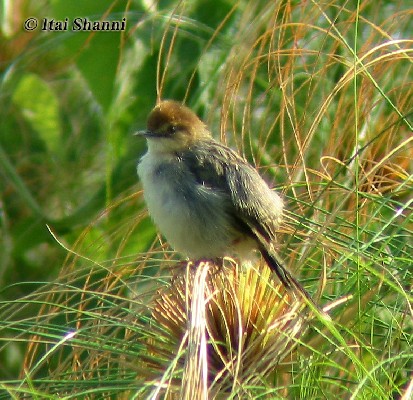 Carruther's Cisticola