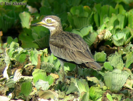 Senegal Thick-knee