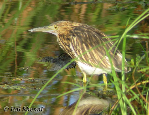 Madagascar Pond Heron feeding