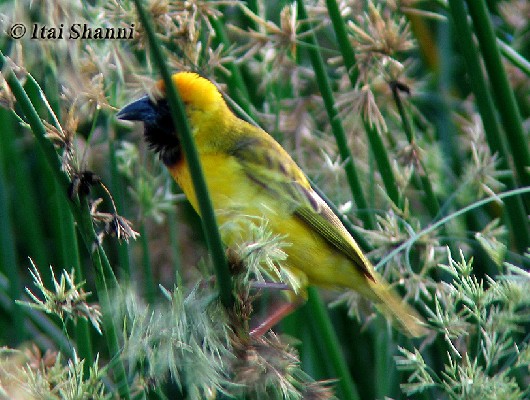N. Masked Weaver