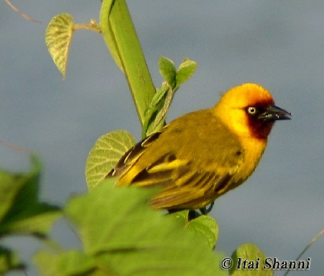 Northern Brown-throated Weaver