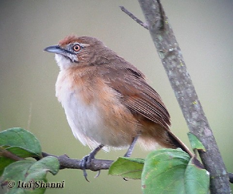 African Moustached Warbler