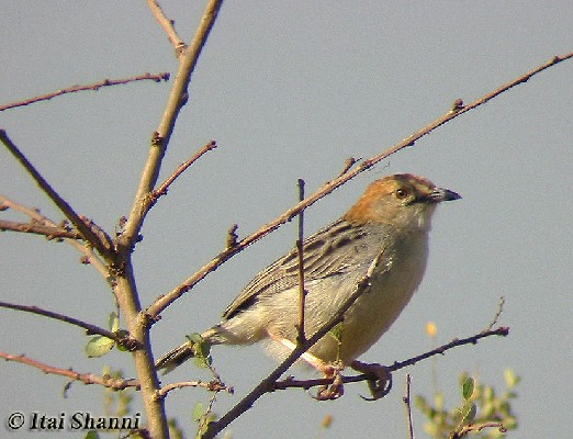 Stout Cisticola