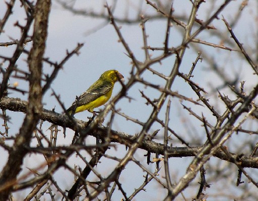 N. Grosbeak Canary