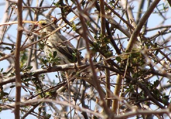N. Grosbeak Canary