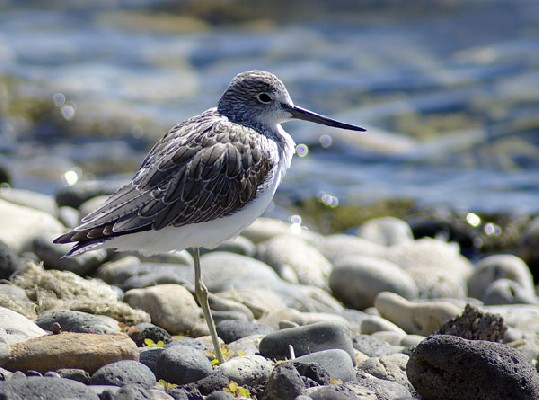 Common Greenshank