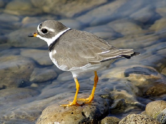 Common Ringed Plover