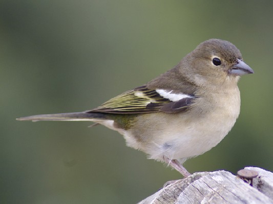 Canary Islands Chaffinch