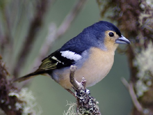 Canary Islands Chaffinch