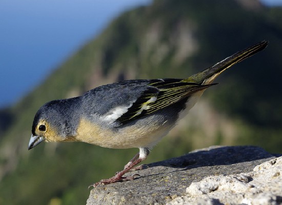 Canary Islands Chaffinch