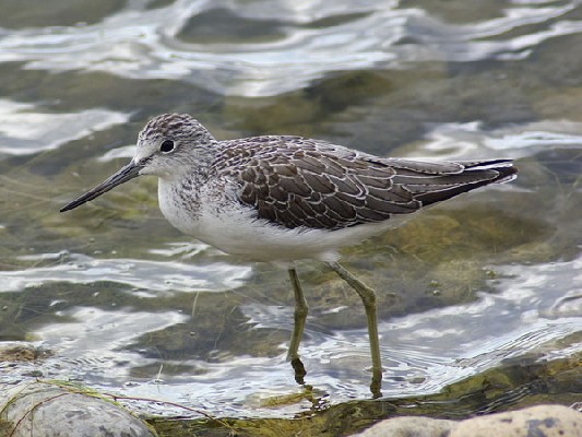 Common Greenshank