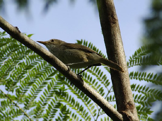Cape Verde Warbler