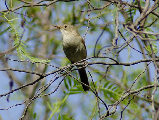 Cape Verde Warbler
