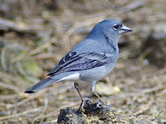 Blue Chaffinch