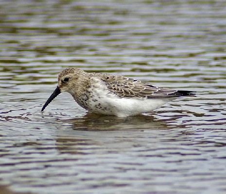 Dunlin