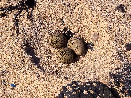 Kentish Plover