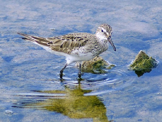 White-rumped Sandpiper