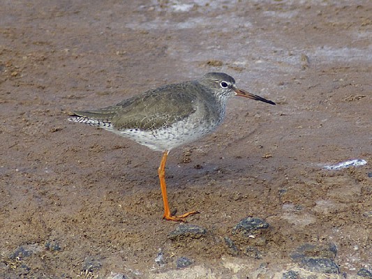 Common Redshank