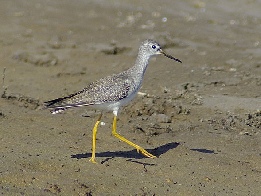 Lesser Yellowlegs