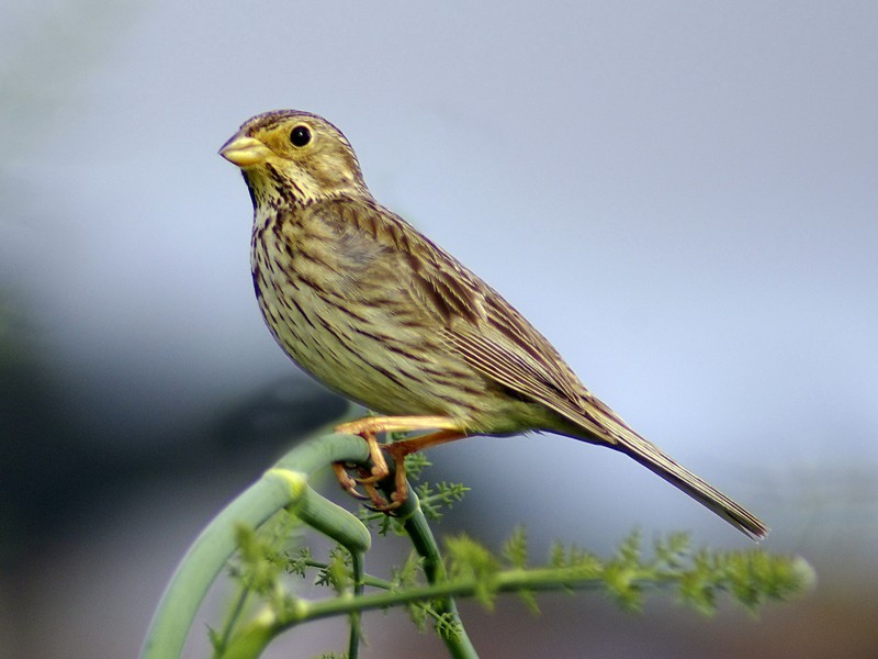 Corn Bunting