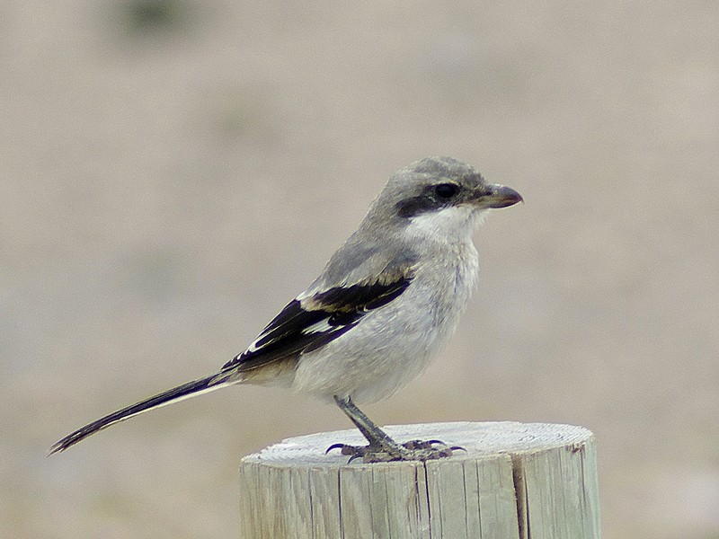 Southern Grey Shrike