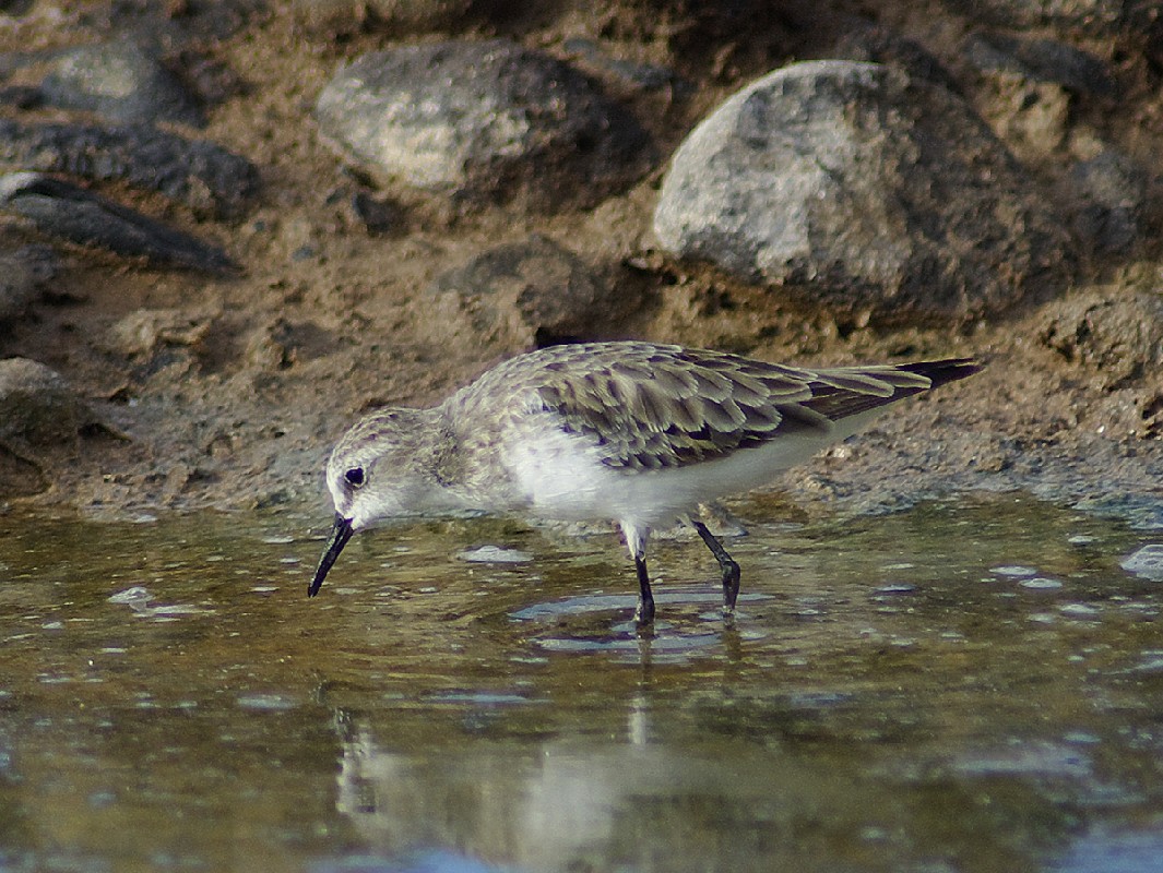 Little Stint