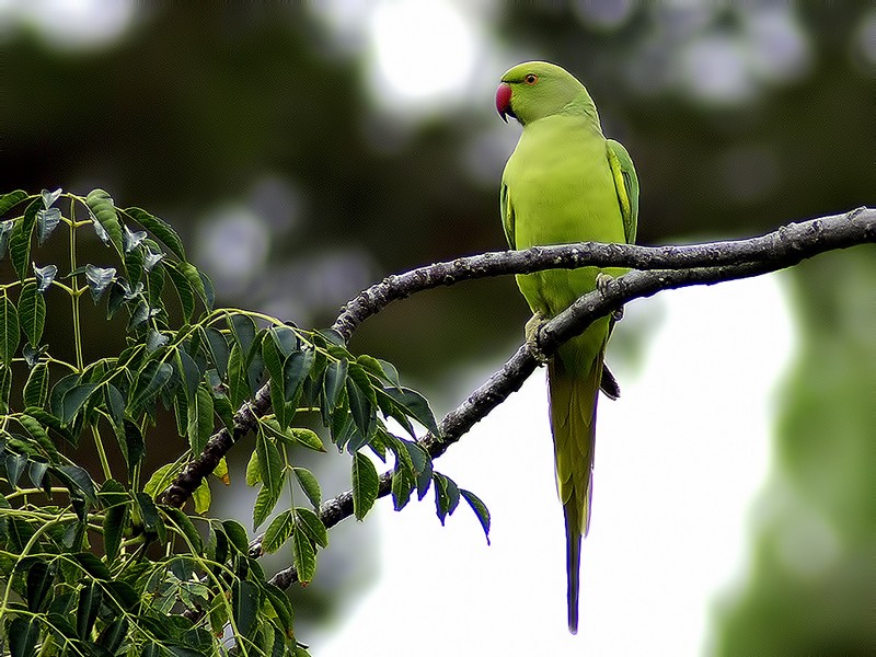Rose-ringed Parakeet